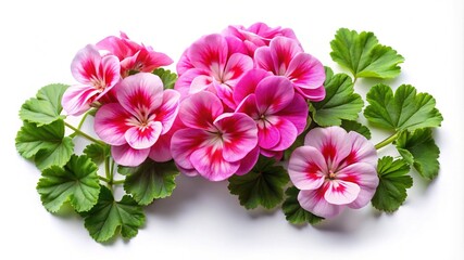Beautiful Blooming Pink Geranium Flowers with Vibrant Green Leaves on White Backdrop