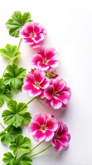 Vibrant Pink and White Geranium Flowers with Green Leaves on White Background