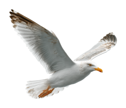 Seagull in flight over ocean waves nature aerial view. Isolated on transparent background, png. - Powered by Adobe