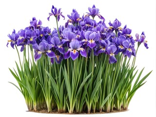 A Vibrant Display of Purple Iris Flowers in Full Bloom on White