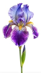 Elegant Iris Flower Portrait on a Clean White Background Studio Shot