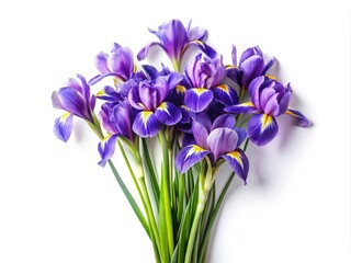 Elegant Arrangement of Purple and Yellow Iris Flowers on a White Background
