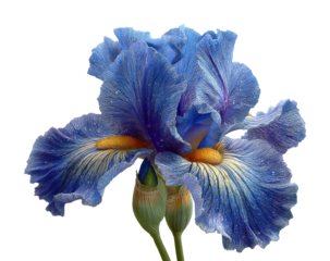 Vibrant blue iris flower botanic garden. Isolated on transparent background, png.