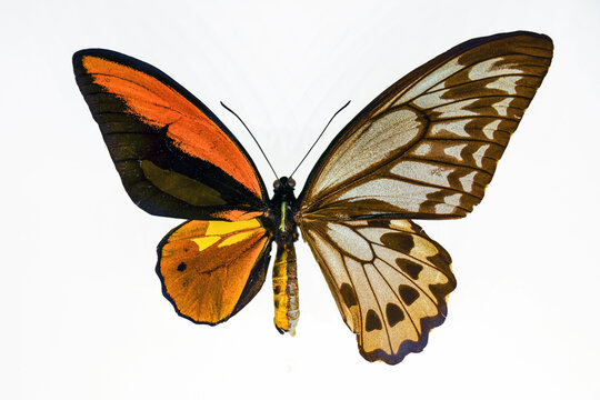 Gynandromorph butterfly with asymmetrical wings isolated on white background. Rare phenomenon of dual-gender butterfly leading to a chimera butterfly.
