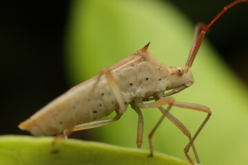 Rice Ear Bug Feeding on Rice Plant – Macro Close-Up an important pest in rice agriculture. This...