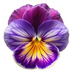Beautiful close up of a vibrant purple and yellow pansy flower