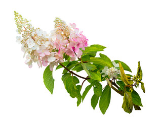 Blooming branch of Hardy white-flowered hydrangea, Hydrangea paniculata Grandiflora, isolated on a transparent background, png