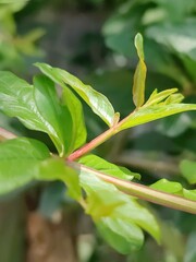 Close-up of vibrant green leaves in natural outdoor setting