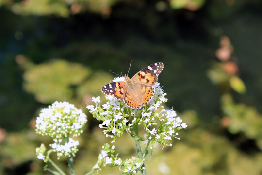 La Belle-Dame ou Vanesse des chardons, Vanessa cardui