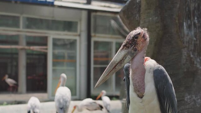 A Marabou stork in Zoo in Bejing, China