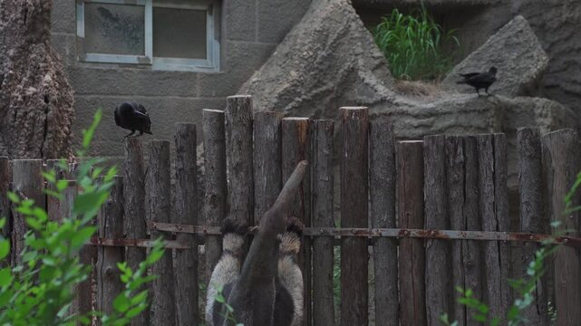 Giant anteater cute animal in Zoo Bejing. Myrmecophaga tridactyla