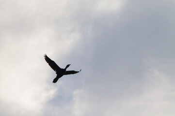 Cormorant silhouette flying through cloudy morning sky, captured in soft diffused light