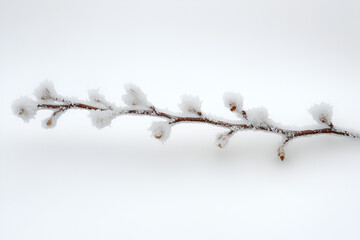 Obraz premium A delicate, frost-covered twig with small buds rests horizontally on a pristine white snow background.