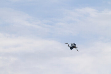Gray Heron in graceful flight across a cloudy morning sky, captured with soft diffused light during...