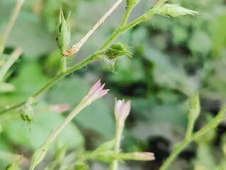 Close-up of vibrant green leaves in natural outdoor setting