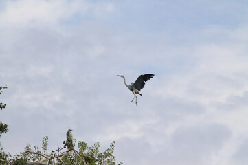 Gray Heron touching down on birch tree branch in the soft overcast morning light, wings wide open...