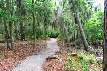 The beautiful Fatty Creek Trail at Goose Creek State Park winds through trees draped in Spanish...