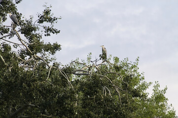 Group of Gray Herons perched high on tree branches, calmly resting in the soft light of a cloudy morning