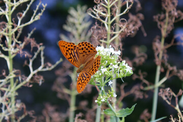 Tabac d'Espagne, Argynnis paphia