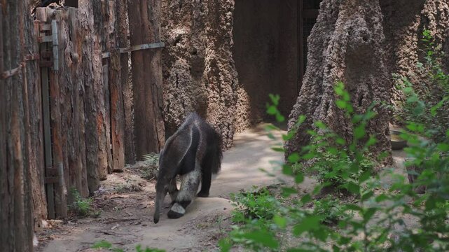 Giant anteater cute animal in Zoo Bejing. Myrmecophaga tridactyla