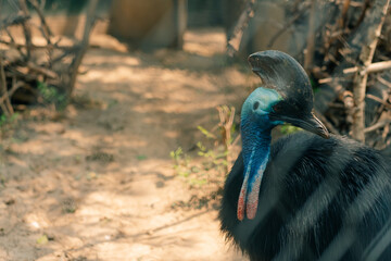 Close-up of a cassowary bird with a deep blue neck in the cage