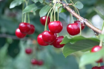 Ripe sour cherrries on a branch in the garden. Green leaf  backgroundof sour tree orchard.
