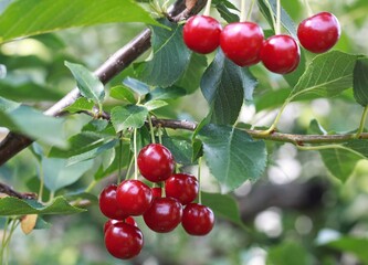 Ripe sour cherrries on a branch in the garden. Green leaf  backgroundof sour tree orchard.