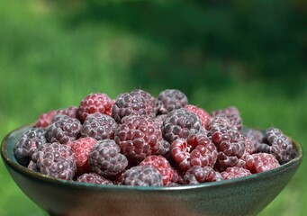 Purple raspberries, lat. Rubus hybridus Glen Coe in the garden. Detail of a bowl full of ripe...