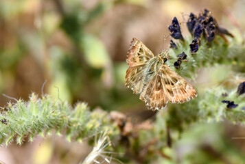 A small grizzled skipper butterfly, with its distinctive brown and white patterned wings, resting...