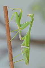 Macro photograph of vibrant green praying mantis perched vertically on slender brown stick. Image captures the insect's distinctive praying posture and intricate body details against clear background.