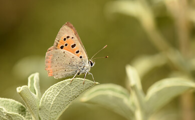 Macro shot of Small Copper butterfly (Lycaena phlaeas) resting gently on textured green leaf. Its vibrant copper-orange wings with black spots stand out against the softly blurred natural background.