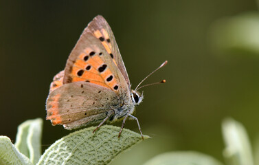 Macro shot of Small Copper butterfly (Lycaena phlaeas) resting gently on textured green leaf. Its vibrant copper-orange wings with black spots stand out against the softly blurred natural background.