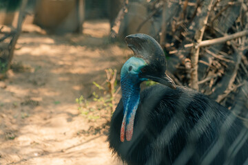 Close-up of a cassowary bird with a deep blue neck in the cage