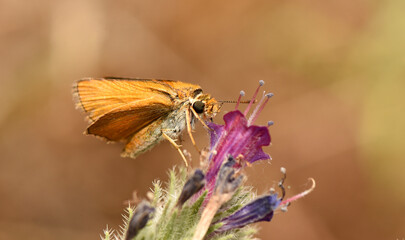 close-up of a yellow skipper butterfly with bright orange-yellow wings, delicately perched on a vibrant purple flower.