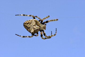 a close-up, underside view of a european garden orb-weaver spider (araneus diadematus) suspended on...