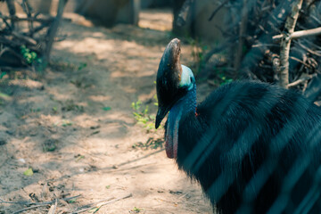 Close-up of a cassowary bird with a deep blue neck in the cage