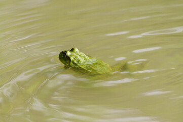 Green frog swimming on murky green-tinted water surface, close-up wildlife shot