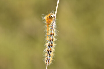 A captivating macro close-up features a fuzzy, segmented moth caterpillar with distinct orange and...