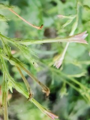 Close-up of vibrant green leaves in natural outdoor setting