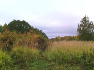 Obraz premium Autumn rural landscape in yellow and green colors 