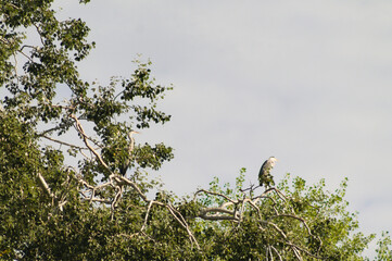 Group of Gray Herons perched high on tree branches, calmly resting in the soft light of a cloudy morning