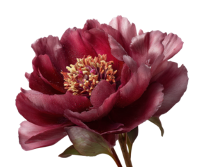Vibrant peony flower bloom nature scene botanical. Isolated on transparent background, png.