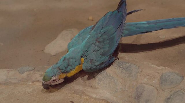 parrot ara drinks water in zoo
