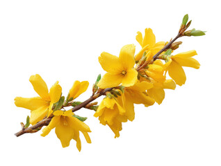 Vibrant yellow flowers blooming in nature view spring. Isolated on transparent background, png.