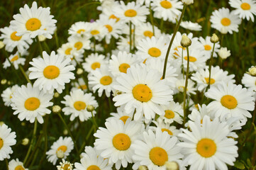 Fototapeta premium A captivating image of a field teeming with charming white daisies.