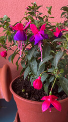 Close-up of a vibrant fuchsia plant with pink and purple flowers growing in a flowerpot, set against a warm-colored wall, ideal for garden, nature or lifestyle themes