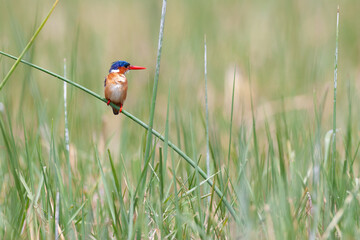 A Malachite Kingfisher (Corythornis cristatus) perched on a reed stem amidst aquatic vegetation. This small, colorful bird is a common resident of African wetlands.