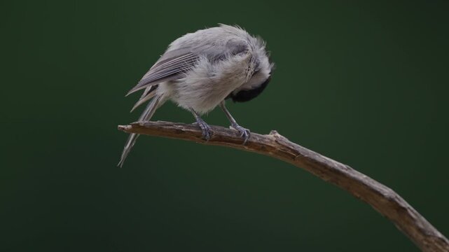Carolina Chickadee preening on a bruch in summer