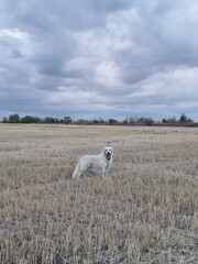 Fototapeta premium Golden retriever on the field