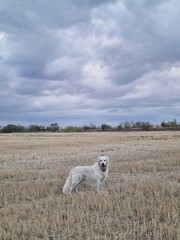 Golden retriever on the field